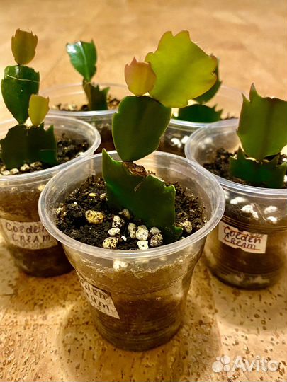 Сортовые шлюмбергера, декабрист