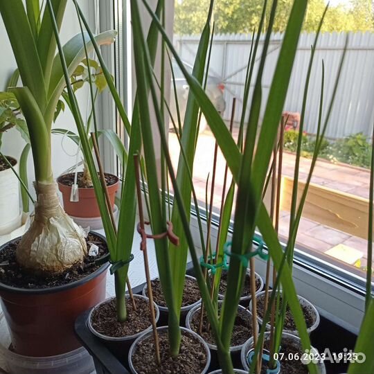 Индийский лук (Птицемлечник хвостатый)