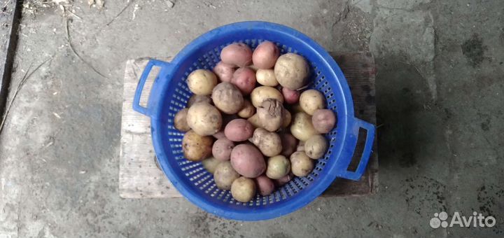 Мелкий картофель на корм