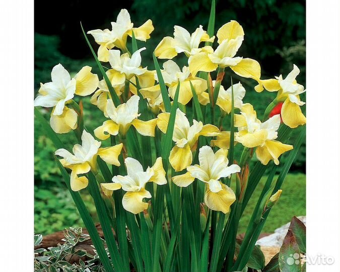 Ирис сибирский Butter and Sugar (Баттер энд Шуга)