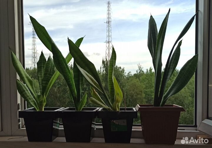 Сансевиерии Зейланика и Хайни, 