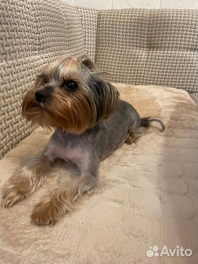 Йоркширский терьер щенки мини девочки