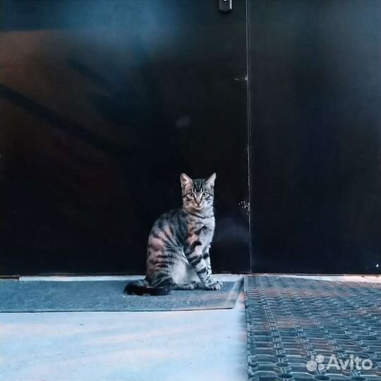 Лучано и Повороти в поисках семьи