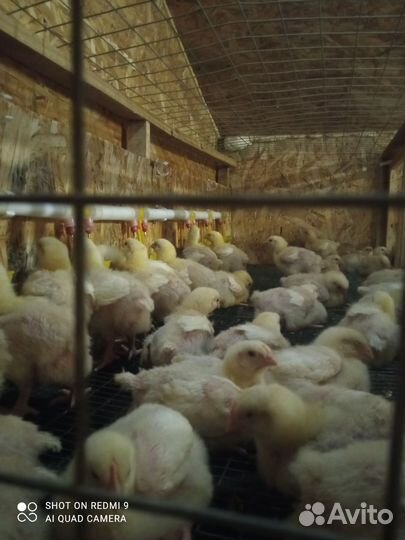 Цыплята бройлеры кобб 500
