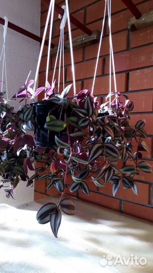 Традесканция Зебрина