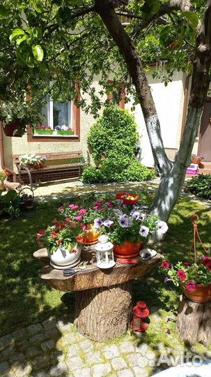 Лимонник китайский саженец