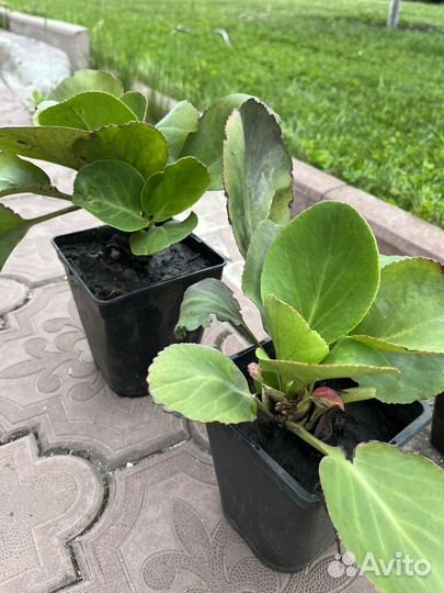 Хоста, бадан