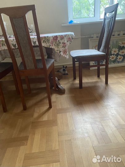 Карликовый кролик