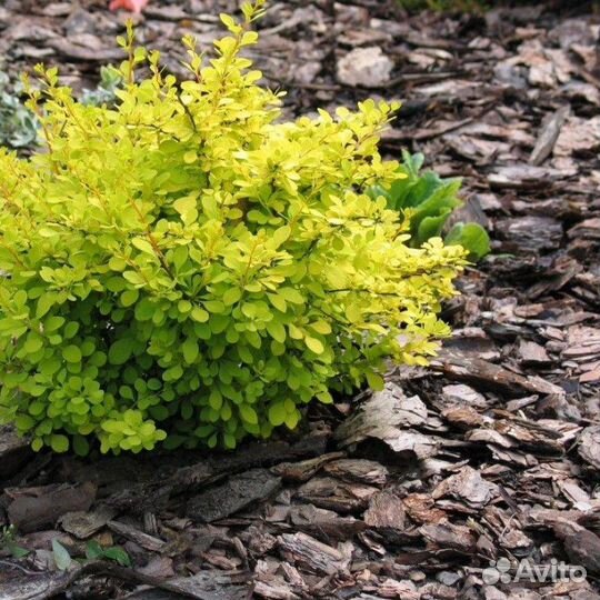 Барбарисы, ива, форзиция