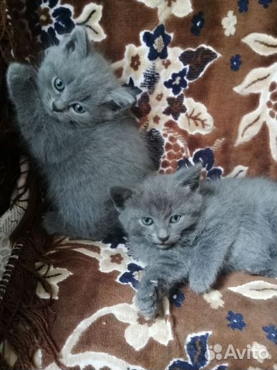 Британская