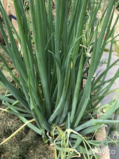 Многоярусный лук