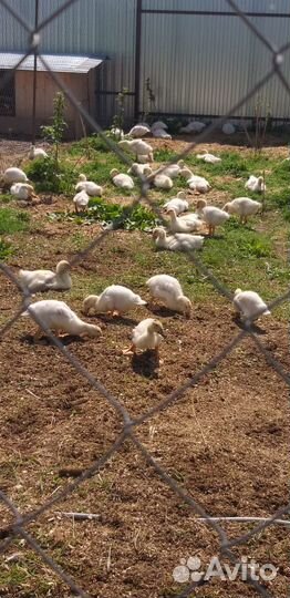 Гусята линда