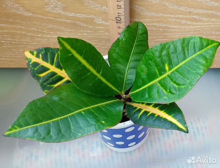 Кодиеум Кротон Петра