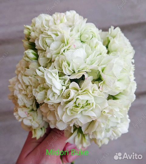 Пеларгонии сортовые