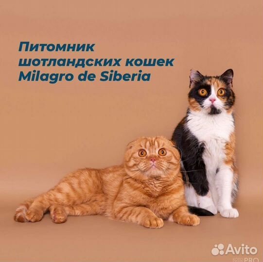 Такседо скоттиш-фолд