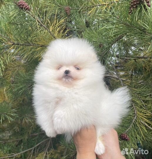 Щенки шпица