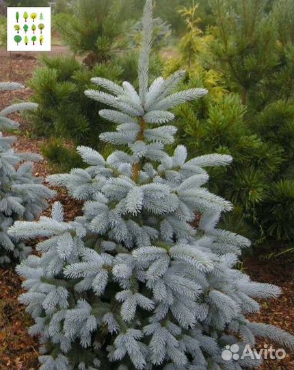 Крупномеры голубой ели