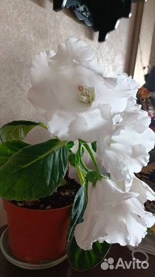 Комнатные цветы глоксиния