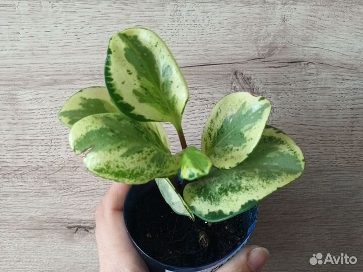 Церопегия, пеперомия,сциндапсускрестовникэпипренум