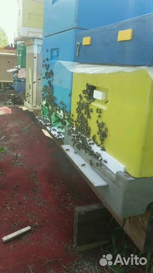 Пчелы породы Бакфаст не привозные