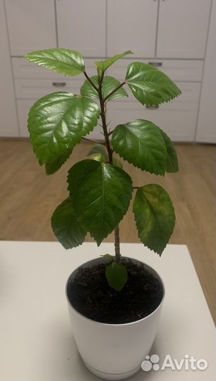 Гибискус китайская роза