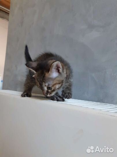 Котенок в добрые руки