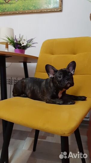 Французский бульдог щенки