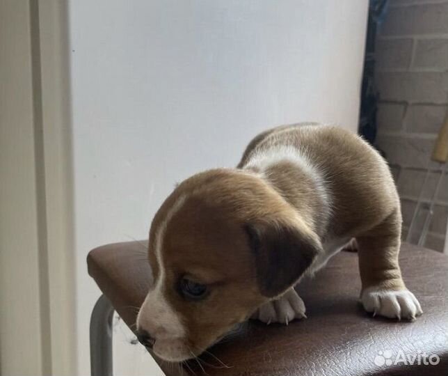 Собаки щенки