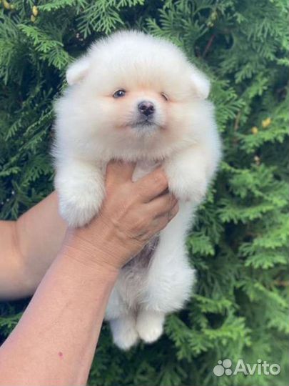 Щенки шпица