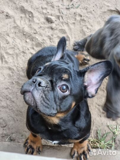 Французский бульдог