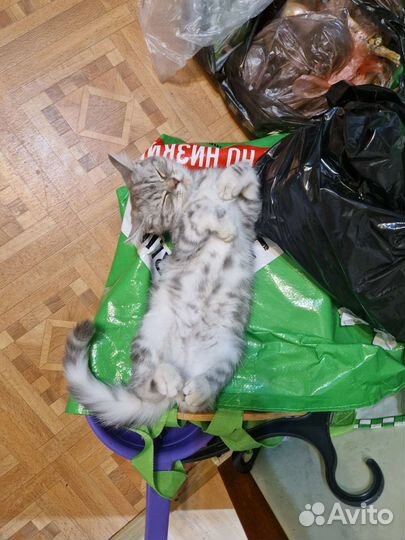 Шотландские котята, торг есть