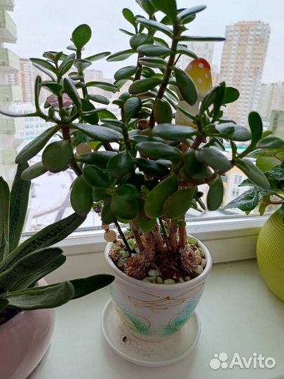 Суккуленты гастерия