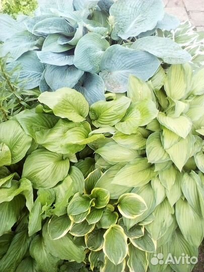 Растения и саженцы для сада