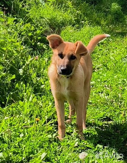 Буся-собачка подружка, а не игрушка