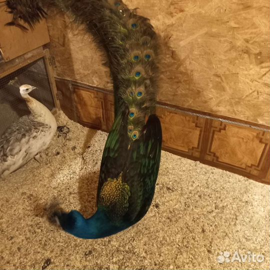 Черноплечий павлин,суматра,амераукана