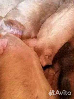 Поросята
