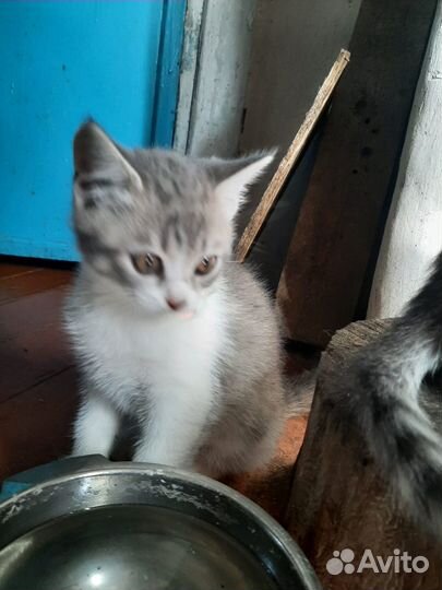 Котики маленькие бесплатно в добрые руки