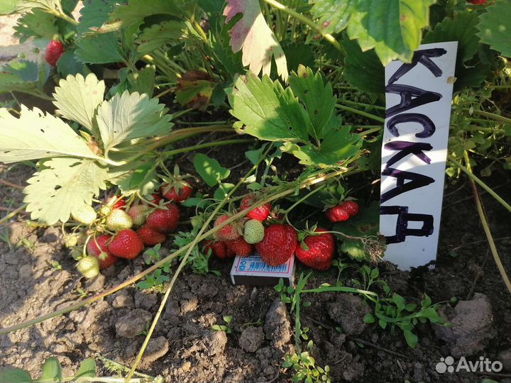 Саженцы клубники