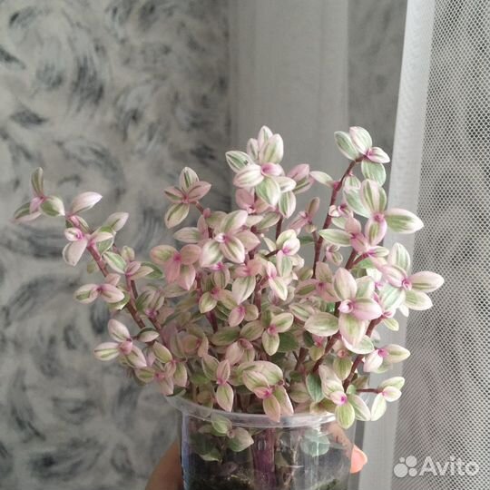 Каллизия, Традесканция