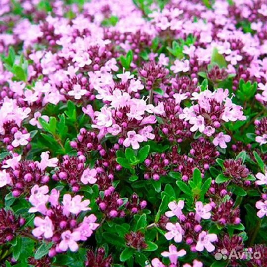 Чабрец (тимьян)