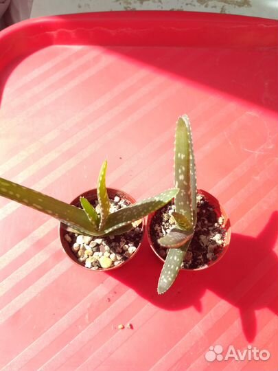 Суккуленты