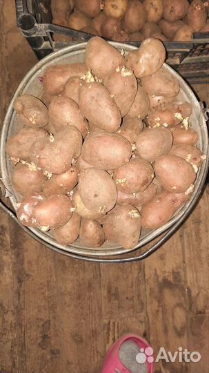 Картофель на семена
