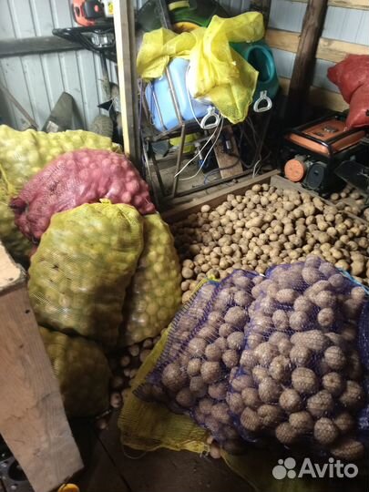 Продам домашний картофель