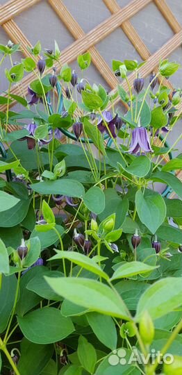 Саженцы клематиса Княжек Роогучи