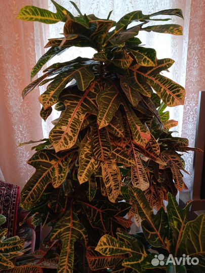 Кодиеум кротон пёстрый