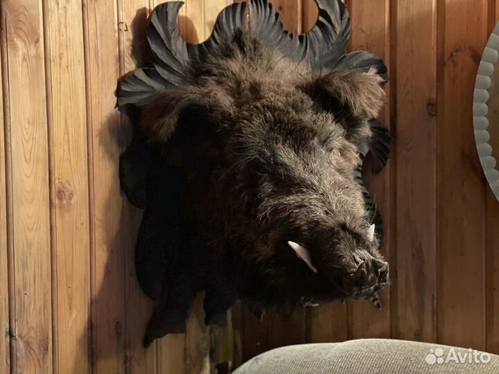 Чучело головы кабана