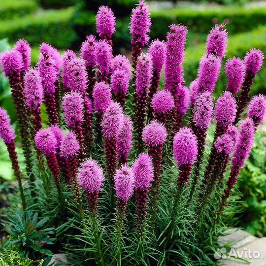 Лиатрис, 3 сорта. Клубень