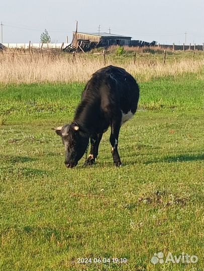 Корова дойная с теленком