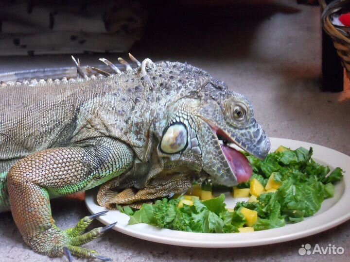 Полозы, ящерицы, пауки, скорпионы