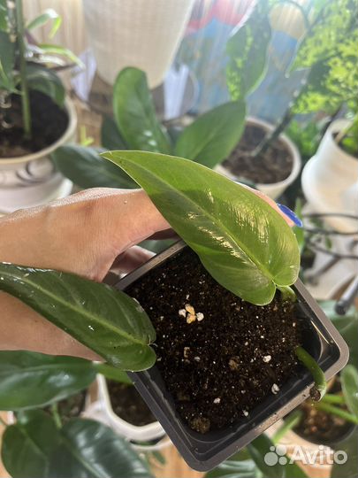 Филодендроны